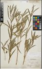 Foto von Salix purpurea L.